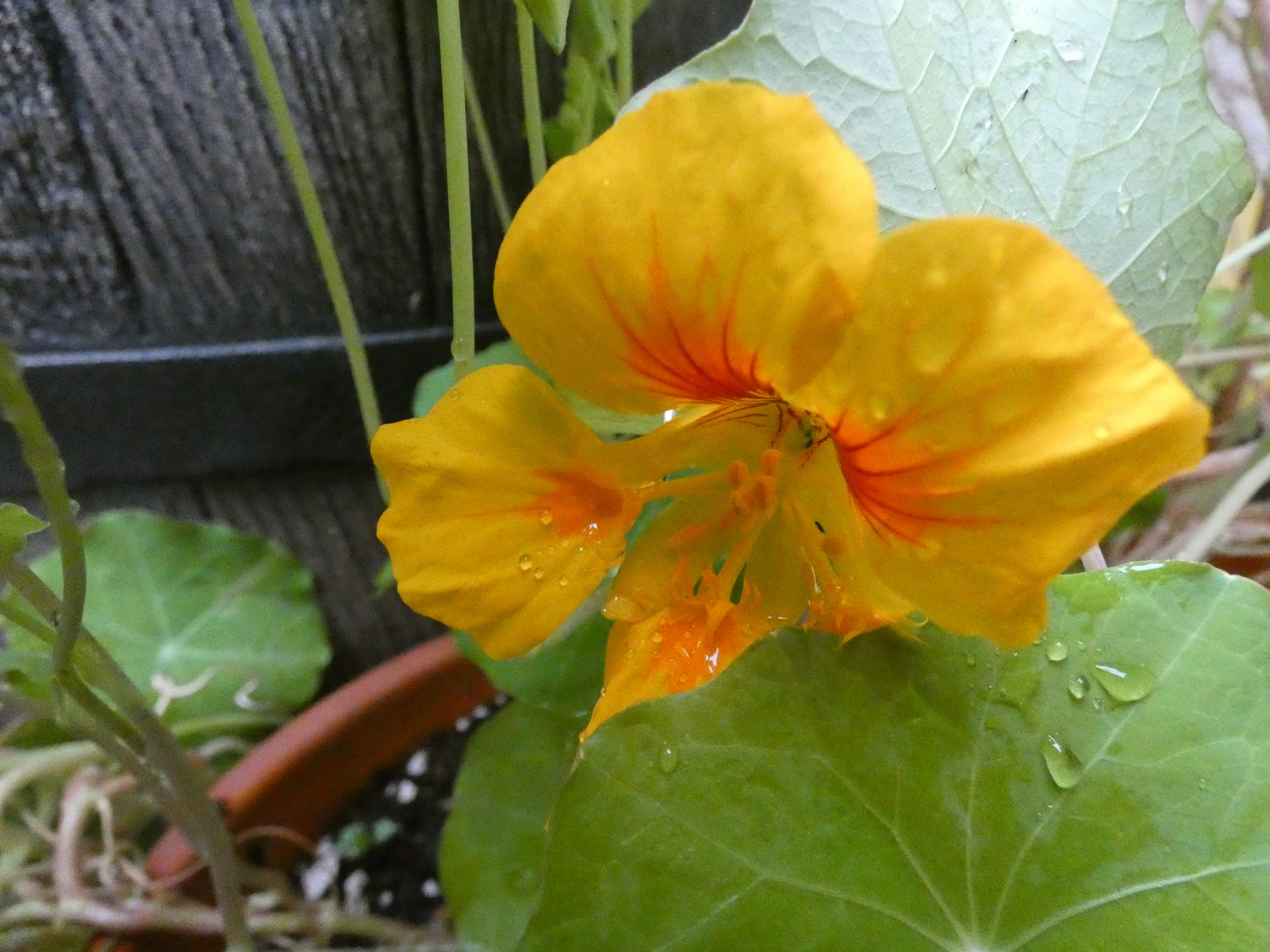 Kapuzinerkresse - Blüte
