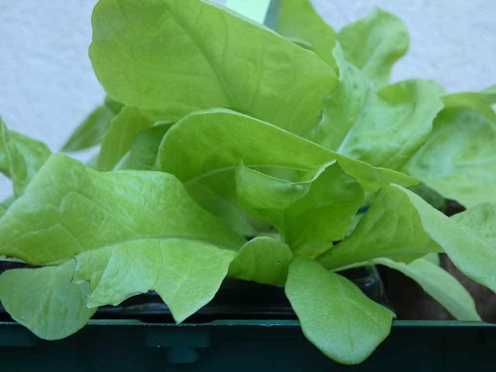 Kopfsalat