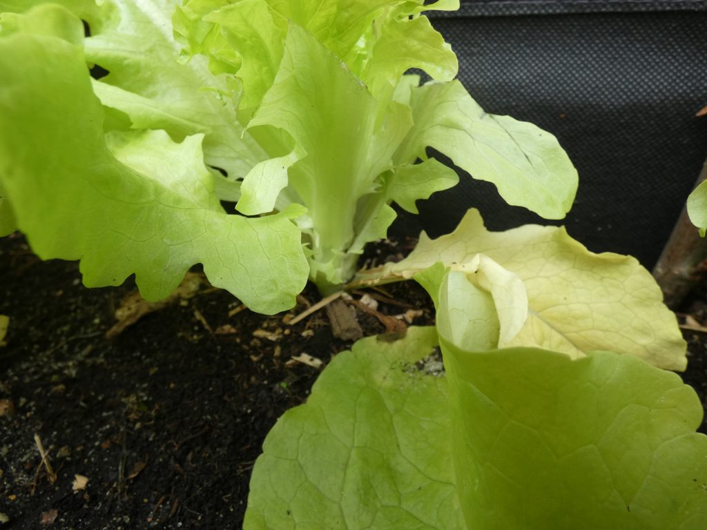 Kopfsalat