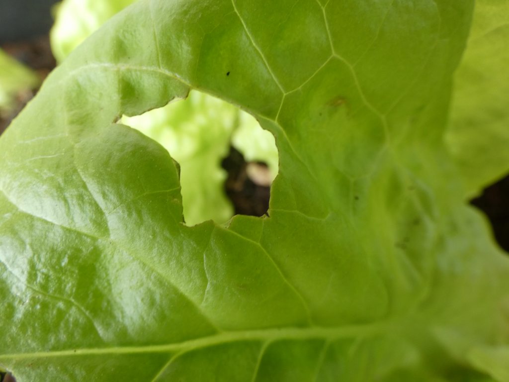 Kopfsalat