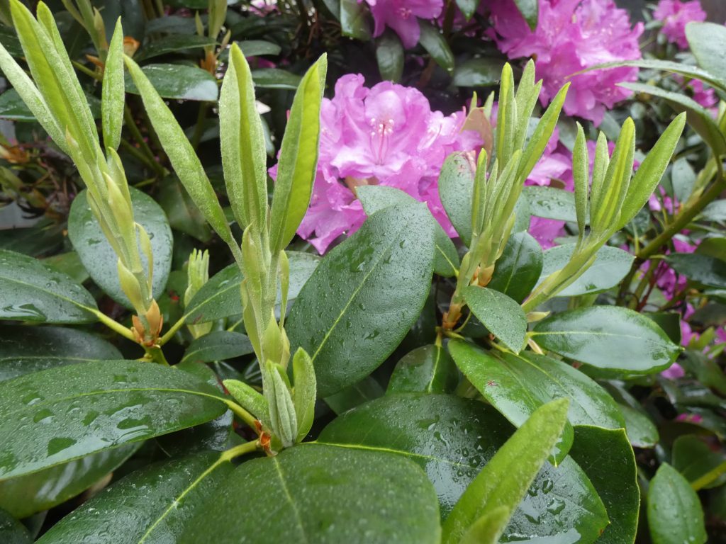 Rhododendron