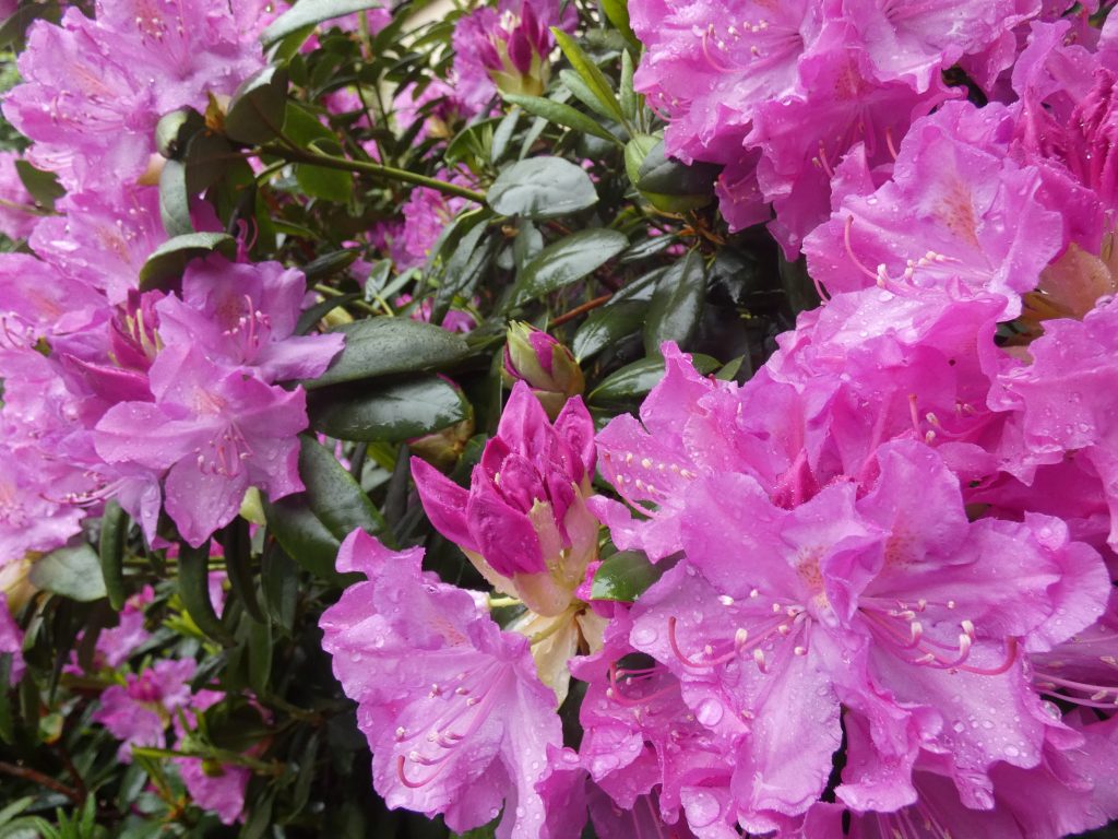 Rhododendron