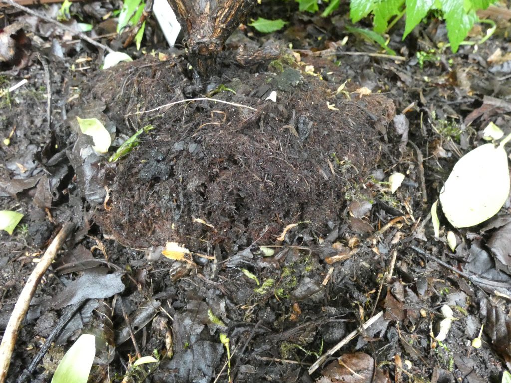 Wenige Zentimeter über der restlichen Erde eingepflanzt. Rhododendron - Erdballen