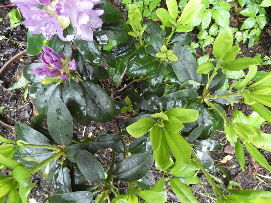 Rhododendron - neue Triebe