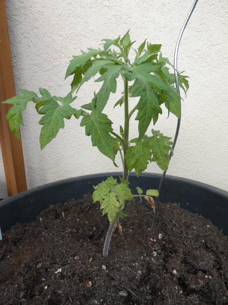 Tomaten, Ochsenherz - 4 Wochen