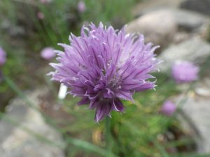 Schnittlauchblüte