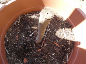 Abgebrochener Feigenbaum