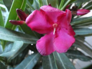 Oleander