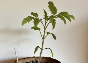 Tomaten, Ochsenherz