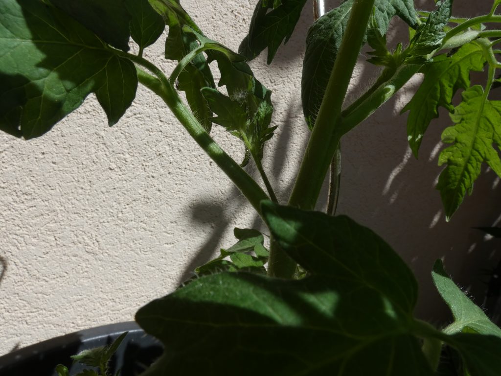 Ochsenherz, Tomate ausgeizen