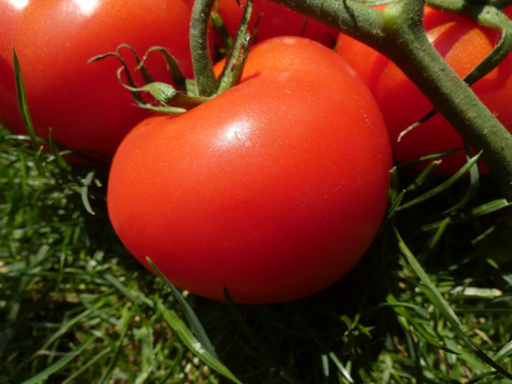 Tomaten, Stabtomate