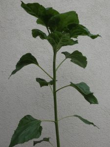 Sonnenblume – „Gelber Riese“