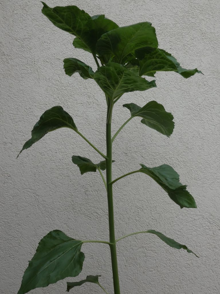Sonnenblume - "Gelber Riese"