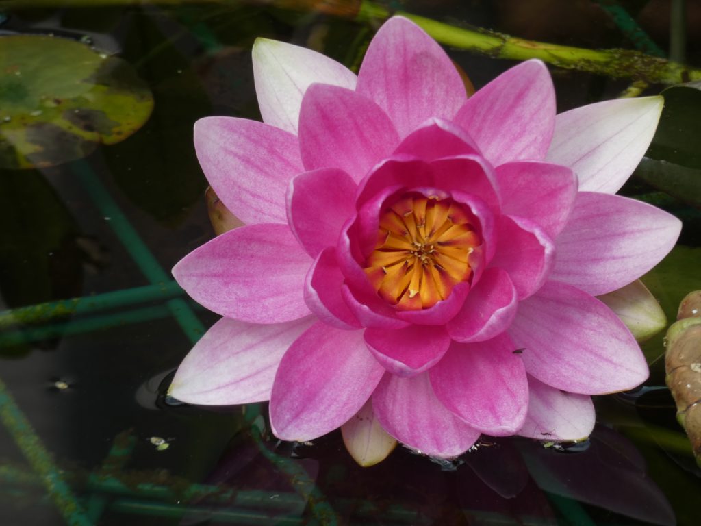 Seerose