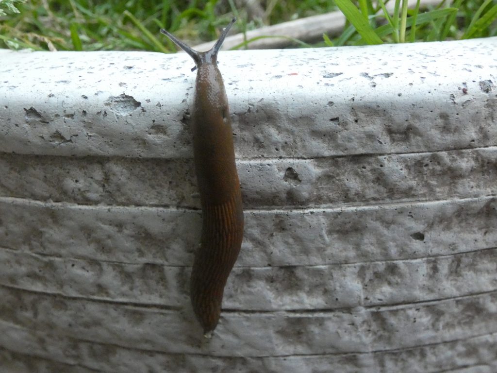 Nacktschnecke