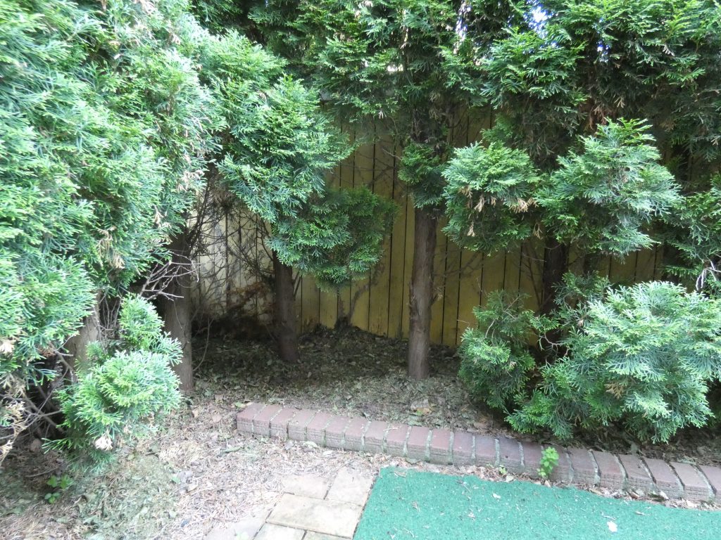 Schaden durch Verdunkelung Thuja Brabant