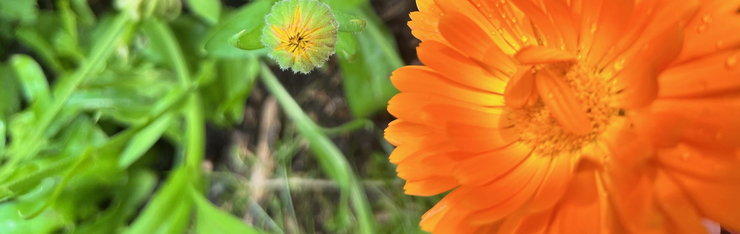 Ringelblume