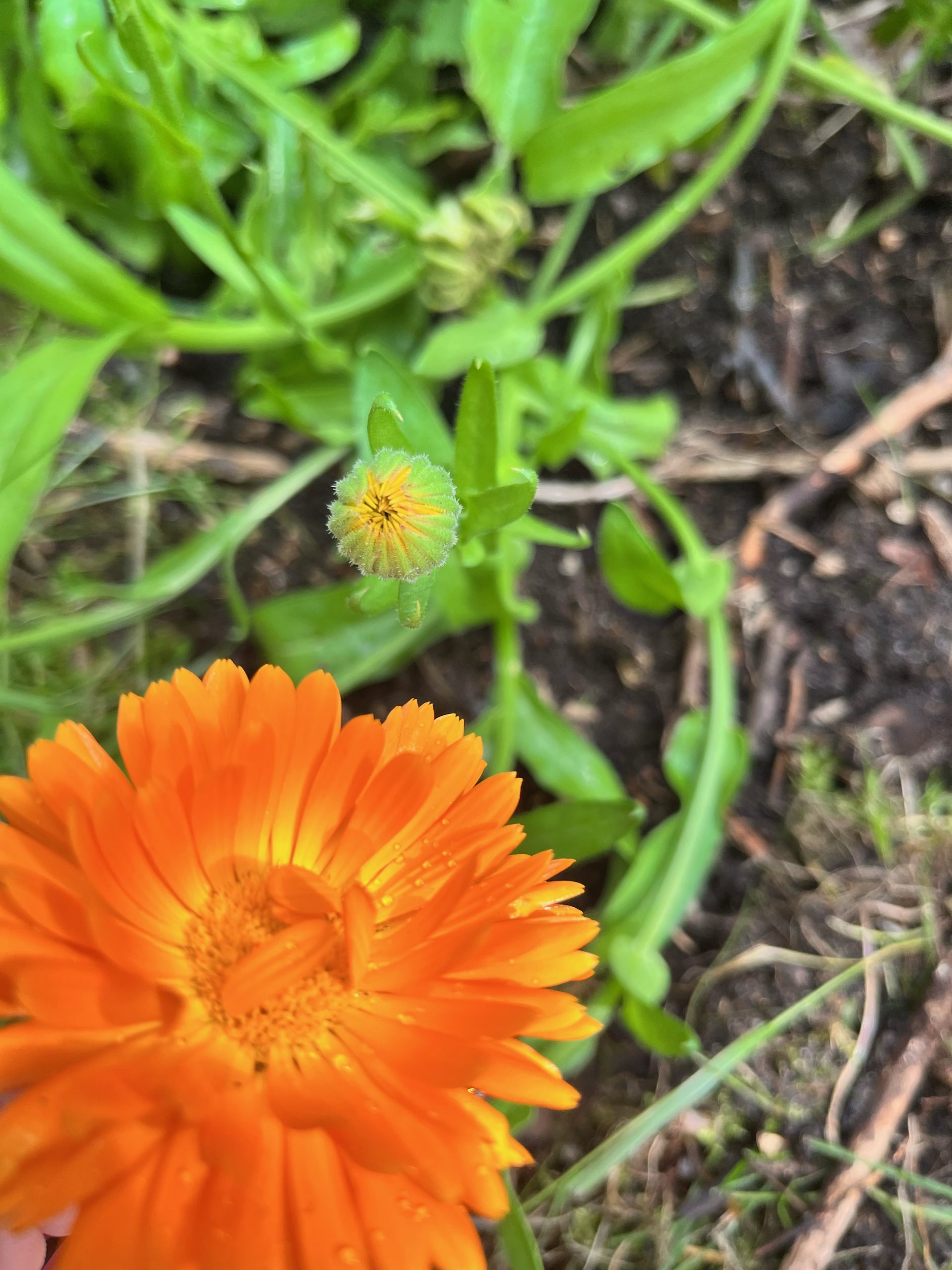 Ringelblume