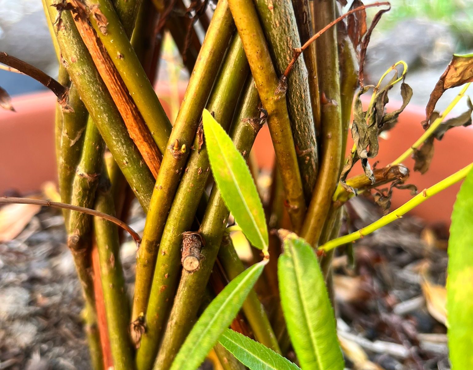 Salix
