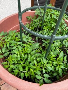 Was für eine Saat!?