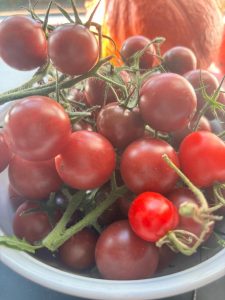Kirschtomaten – Einfach im Topf liegen lassen